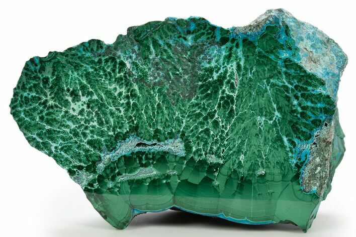 Vibrant Polished Malachite with Chrysocolla - DR Congo #320438